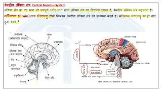 Nervous system Il Tantrika Tantra II तंत्रिका तंत्र lI Class 10th Biology