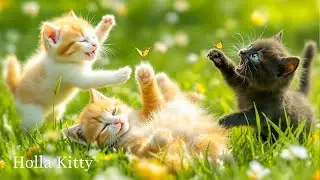 Kittens playing on the green grass with their friends - Kittens running around - Kittens meowing