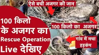 बिजनौर में 100 किलो का विशाल अजगर! गांव में मचा हड़कंप | Python Rescue Video