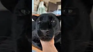 Let's scratch the panther 🥰🐾