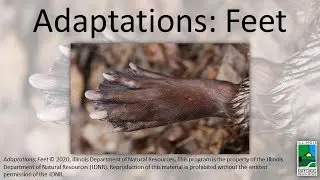 Adaptations: Feet