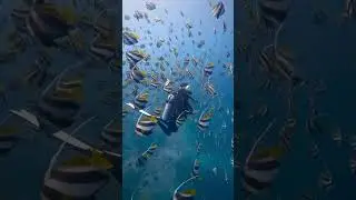 Incredible schooling bannerfish
