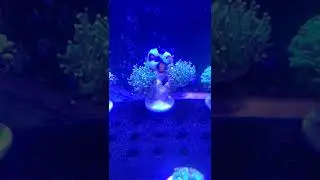 umm..that's not your anemone...