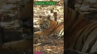 Tiger Munna kanha national park #shortsfeed #shorts