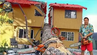 Idiots With Chainsaws: Tree Cutting Fails | Extreme Dangerous Logging Truck Fails #17