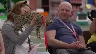 Cat show row and controversy in the UK - 29/July/2025