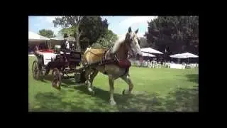 Carruajes y Caballos
