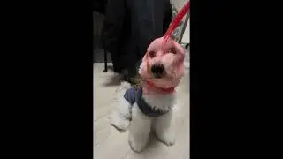 wanna play again??😂#puppylife#cutepuppy#haru#babypuppy#dogvideos#dogvideos#smartpuppies#puppyvideos