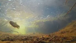 Salmo trutta fario Bachforelle