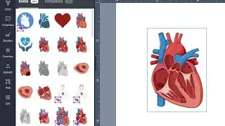 Scientific Graphic Designs and Illustrations Full Workshop Using BioRender and PowePoint