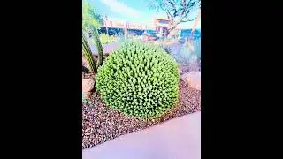 Carefree Desert Gardens 