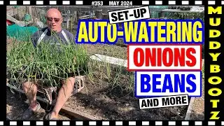 🌻353 🌻 НАСТРОЙКА АВТОМАТИЧЕСКОГО ПОЛИВА 🌻 ПОСАДКА ЛУКА