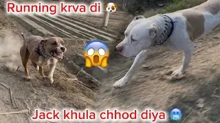 New dog 🐕 khula chhod ke risk liya 🥶 || Dono pitbull ki running krva di 😲