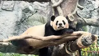 20260123　Be happy ! ! Daddy panda is watching you!! ( Ya Lin / Kai kai)