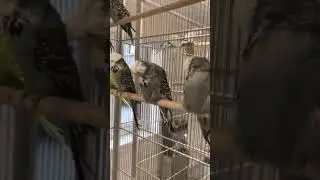 Beast Budgerigars Of Mike Ball.