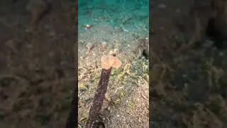 Try Underwater Photography in Lembeh