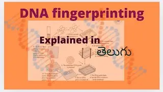 DNA Finger printing || explained in telugu#Genetics.