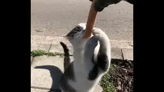 A small Kitten jump for food close up