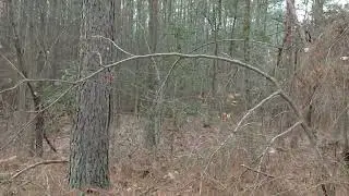 JAN 9TH. AMAZING SQUATCH EVEDENCE 