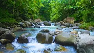 Soothing River Flow &ndash; 10 Hours of Pure Forest Ambience