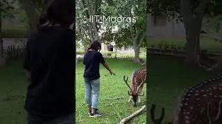 Deer at IIT Madras Campus | IITM | Deer