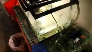 The Turtle Room