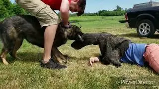 CHOKING off dogs in BITE WORK!?😱 | Shield K9 | Clips