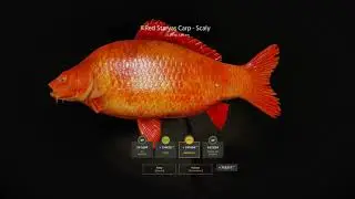 Russian Fishing 4 | Trophy Red Starvas Carp - Scaly | The Amber Lake