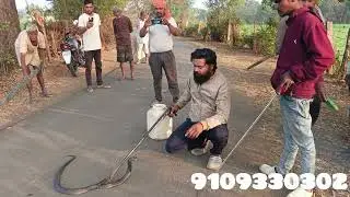 ग्राम नयानगर ब्लैक कोबरा रेस्क्यू 