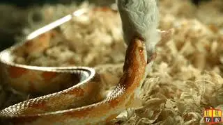 Terrible snake/Different types of snakes/Snake swallowing a mouse (H.animal tv ) October,10  2022