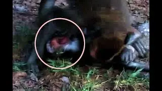 Pitiful baby monkey Lola crying Loudly,Why Amara do bad action on little girl Lola,