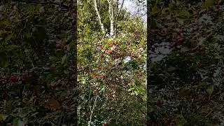 Herzensangelegenheit ❤ Wei&szlig;dorn im Herbst 🍂Gut f&uuml;r Blutdruck & Herz #wei&szlig;dorn #herbst #beeren #natur