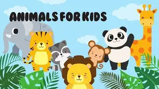 Birds cat fox lion most amazing animals clips | Animals zoo world 4k