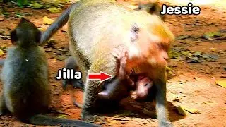 So pity Poor Jilla baby monkey cried loud under mom was terrify by Jessie dragged very hard