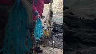 Another bucket of herring #herring #fishing #fishingvideo #fishinglife #fish  #britishcolumbia