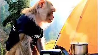 🐒 Monkey Vlogger Camping in Mountains 🏕️ | Jungle Style Adventure Vlog 😍 #youtubeindia  #monkeyvlog