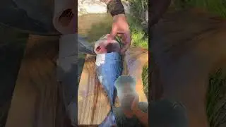 Cooking Bonito Fish on The Rock