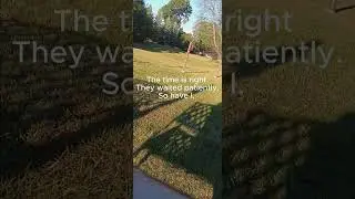 Birds at the church