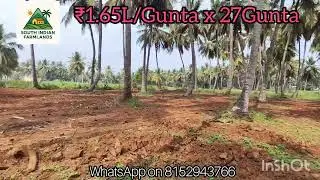 27 Guntas of Coconut farm for sale near Halagur @₹1.65L/Gunta, Near Village, WhatsApp on 8152943766 