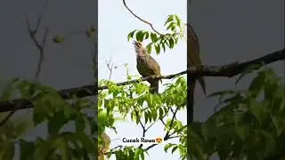 Indahnya burung Cucak rawa di alam