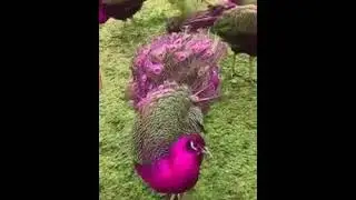 Pav&atilde;o Rosa