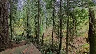 Lewis and Clark State Park Old Growth Cedar and Douglas Fir October 30, 2025