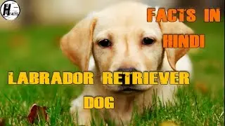 Labrador Retriever Dog Facts | Hindi | Dog Facts | HINGLISH FACTS