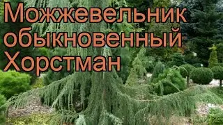 Можжевельник обыкновенный Хорстман 🌿 обзор: как сажать, саженцы можжевельника Хорстман
