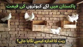 Fantail Pigeon 2021 Price and Pure Breed Identification