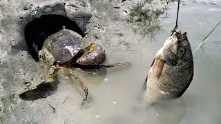 Amazingly Catching Giant Mud Crabs from Holes by Tilapia fish || Unique Way of Mud Crab Catching