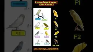 Rumus Genetik Kenari 100% AKURAT #kenari