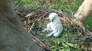 crested hawk eagle chick ATR forest