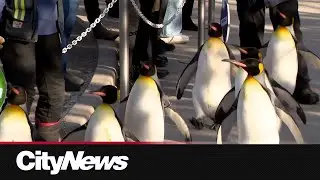 Penguins waddle their way into the minds of Calgarians at annual Penguin Walk