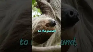 Did You Know? Sloths Only Poop Once a Week! 🦥😲 #SlothFacts